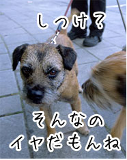 愛犬のしつけ